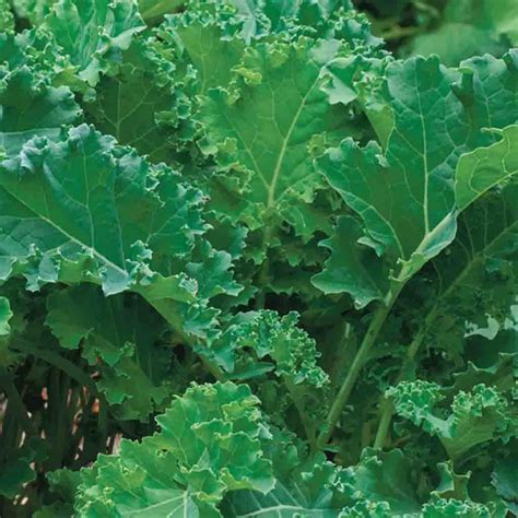 Kale Siberian Organic Mckenzie Seeds