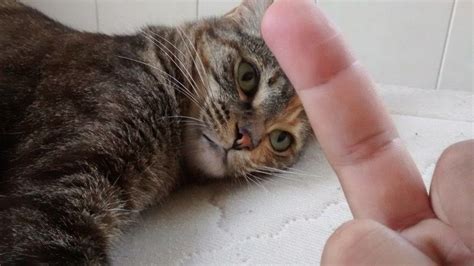 Cat With Middle Finger Meme