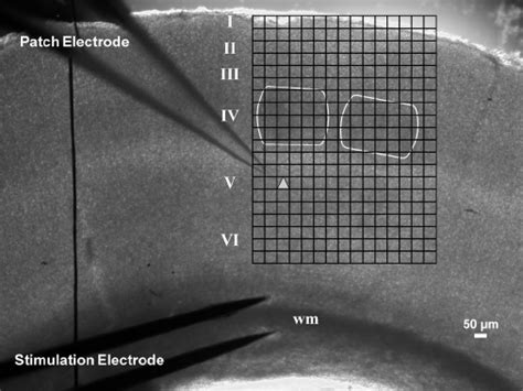 Photomicrograph taken directly after an experiment of a living ... 