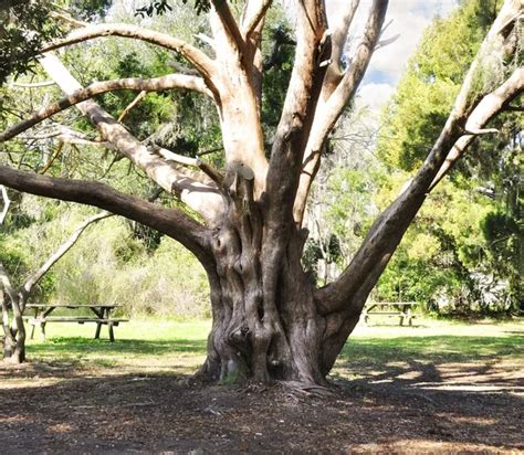 Ancient Sycamore Tree In Jericho Israel — Stock Photo © Majafoto 11500093