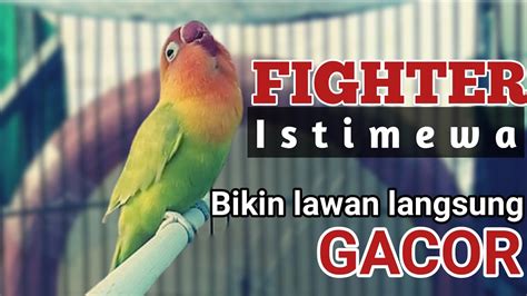 Kalo Dengar Suara Labet Fighter Ini Sekalipun Lovebird Drop Terpancing