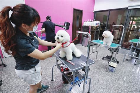 台中寵物美容推薦【迪艾狗寵物造型沙龍 帝大愛犬美容學院】送毛寶貝去嚕拉拉洗澡好開心！還有專業考證照師資教學喔！ 瓦妮又在吃