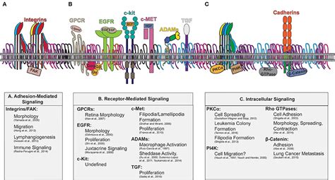 Frontiers Tetraspanins Function As Regulators Of Cellular Signaling