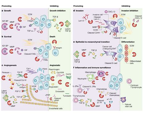 Functions Of Mmps In Cancer Progressionthe Matrix Metalloproteinases Download Scientific