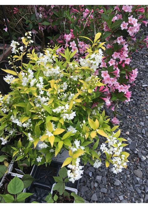 Spring Bloom Deutzia gracilis Duncan Deutzia, Chardonnay Pearls, #3