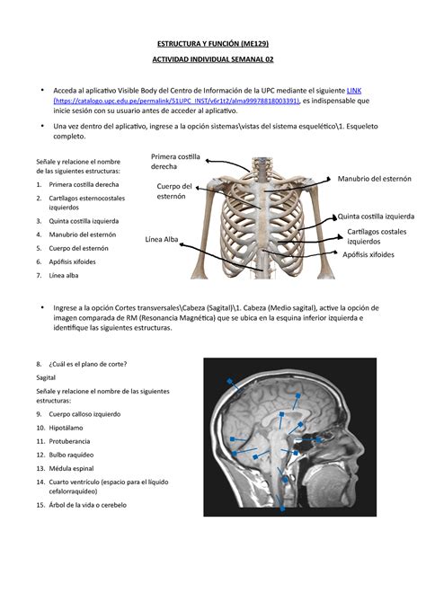 Me Ey F Tarea Sem Estructura Y Funci N Me Actividad