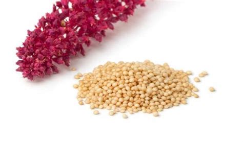 What Is Amaranth Benefits Nutrition And Uses Healthy Blog