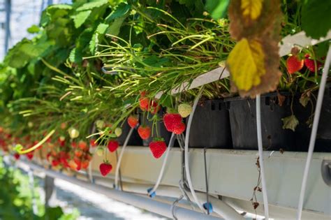 Dutch Bucket Bato Pot System For Indoor Growing Of Strawberries