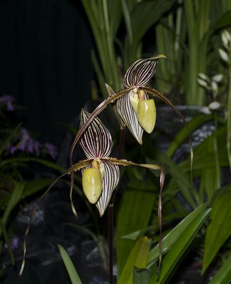 Paphiopedilum St Swithin Taken At Rhs London Orchid Show Flickr