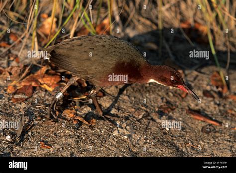 Aldabra rail hi-res stock photography and images - Alamy