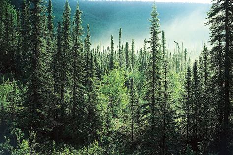 Coniferous Forest Definition And Facts Britannica