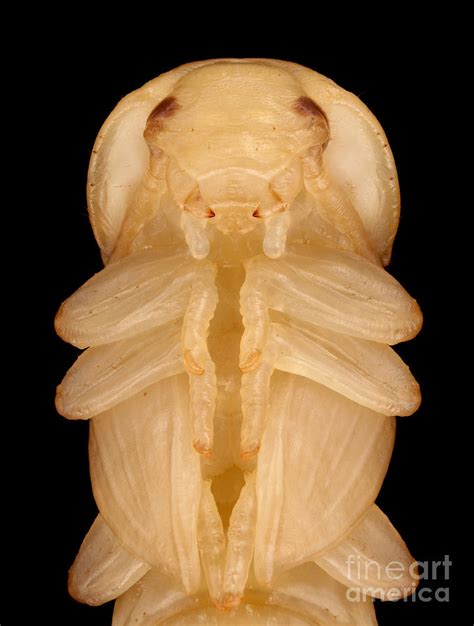 Mealworm Beetle Pupa Photograph by Matthias Lenke - Fine Art America