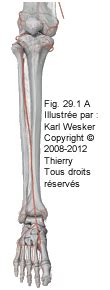 Unit La Vascularisation Du Membre Inf Rieur