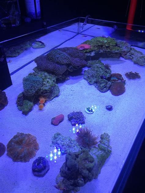 Minimalist Shallow DLPS Reef Tank Nano Reef Journals Nano Reef