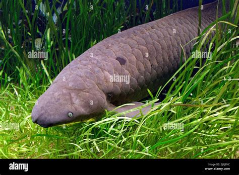 Lungfish On Land To Crawling