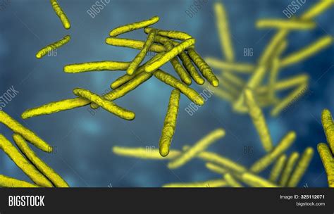 Mycobacterium Leprae Microscope