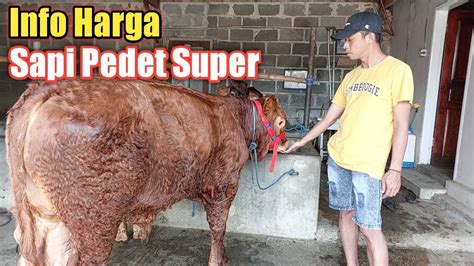 Review Harga Sapi Pedet Hari Ini Di Grosir Sapi H Rudi YouTube