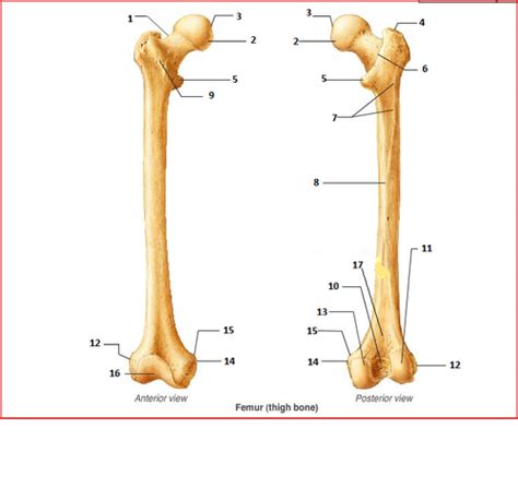 Chapter 7 Femur Flashcards Quizlet