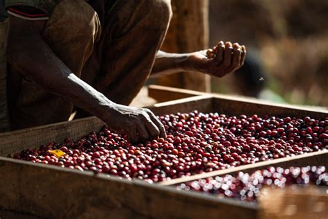 understanding  process carbonic maceration