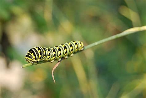 Caterpillar Identification | Owlcation