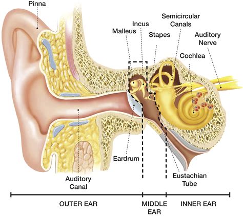 Anatomy Of The Ear Pdf 
