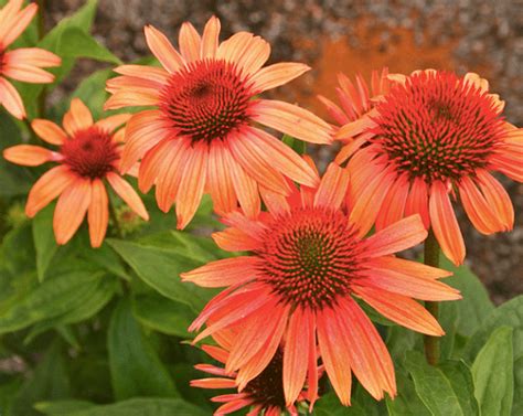 Эхинацея пурпурная - лечебные свойства, заготовка, применение