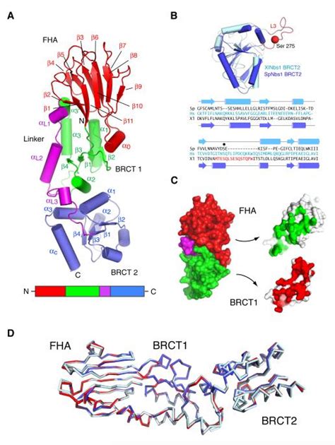 A Supramodular Fha Brct Repeat Architecture Mediates Nbs Adaptor