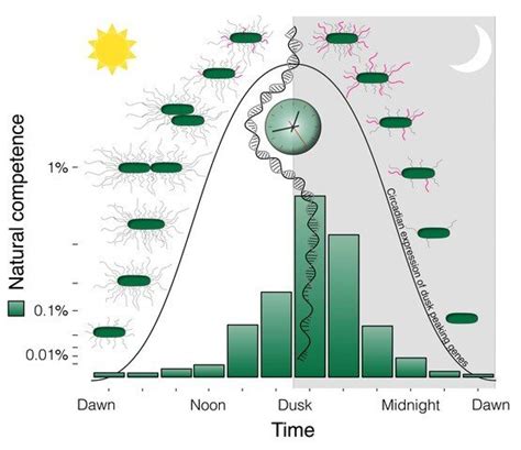 Researchers Uncover Importance Of Aligning Biological Clock With Day