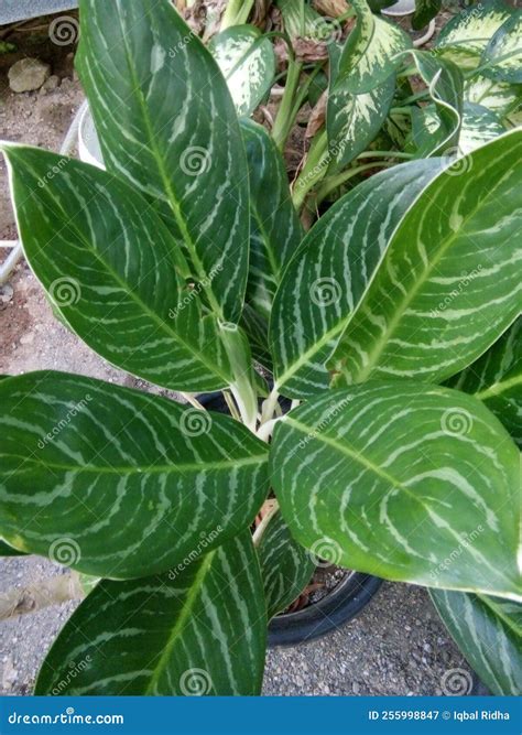 Planta Ornamental De Aglaonema Con Hojas De Rayas Blancas Imagen De