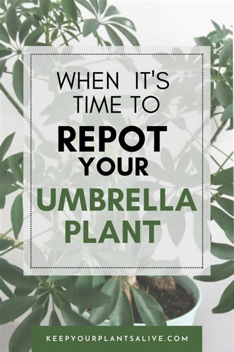 When To Re Pot An Umbrella Plant Keep Your Plants Alive