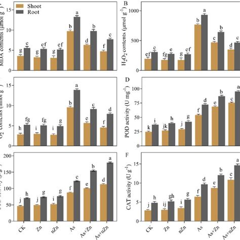 Effects Of Zinc Oxide Nanoparticles NZn On Antioxidant Enzyme