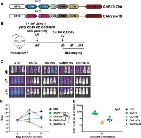 Chimeric Antigen Receptor T Cells Targeting Cd79b Show Efficacy In Lymphoma With Or Without