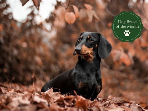 Dachshunds: Facts, Temperament, Characteristics, Size