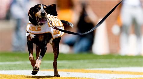 Tennessee Vols: Smokey named one of college sports' best mascots