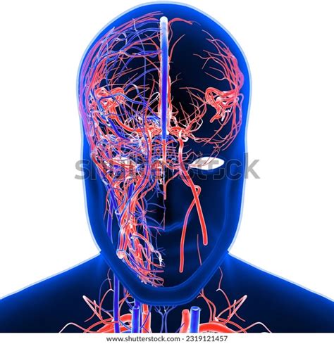 Human Circulatory System Cardiovascular System Heart Stock Illustration