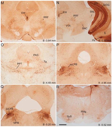 Neuroanatomical Characterization Of A Growth Hormone Secretagogue