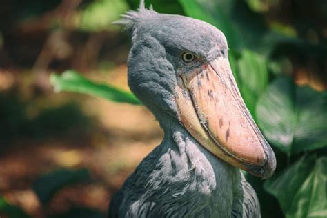 Shoebill Facts - CRITTERFACTS