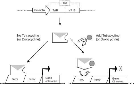 The Principle Of Tet Off Regulated Gene Expression System