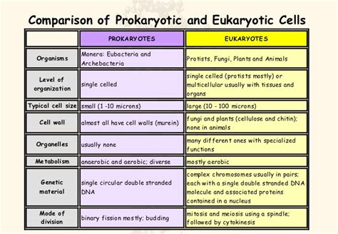 Prokaryotic Cells Vs Eukaryotic Chart