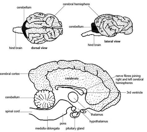 Brain Nervous System Of Animals