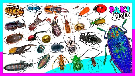 LOS ESCARABAJOS PARTE 1 BEETLE INSECTOS INSECTS YouTube