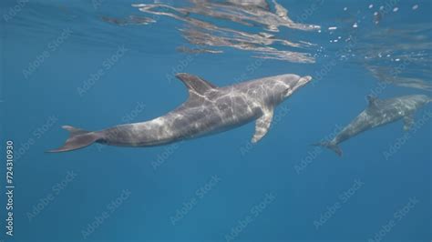 Woman freediver diver Swimming together with wild dolphins safari ...
