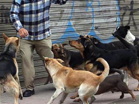 Qu Hay Que Hacer Ante El Ataque De Un Perro As Debes Reaccionar En