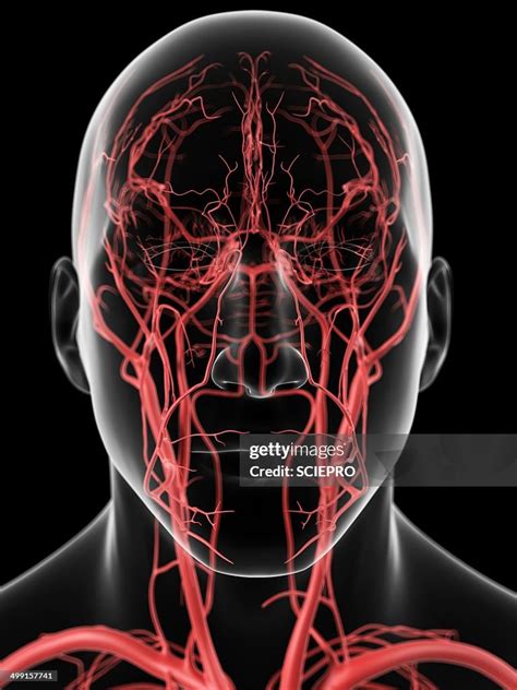 Human Head Arteries Artwork High Res Vector Graphic Getty Images