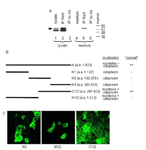 Requirements For Translocation Of N To Neighboring Cells A A Stably