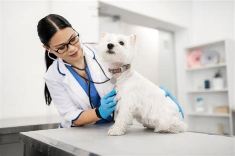 What To Expect At Your Pets Physical Exam Dockery Mobley