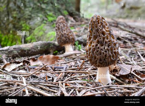 Uno Negro Morel O Morchella Conica En Primer Plano Y Otro En Segundo