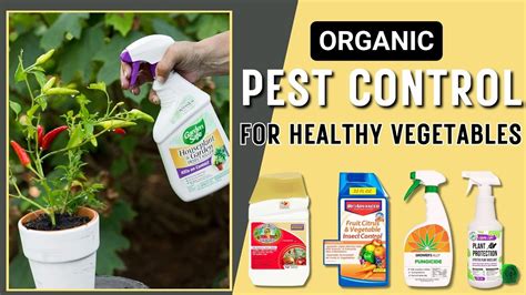 Best Natural Insecticides For Vegetables Keep Your Garden Pest Free