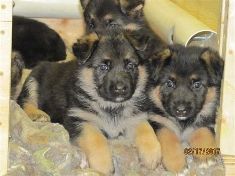 German Shepherd Puppies For Sale Osceola Ia 181350