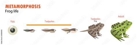 frog life cycle metamorphosis Stock Vector | Adobe Stock